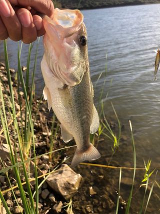 Señuelos pesca
