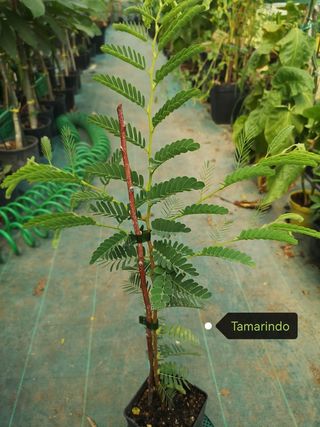Pianta Tamarindo - Giovane
