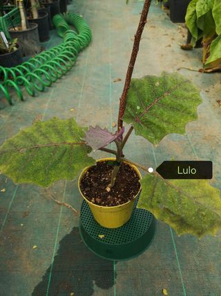 Pianta Lulo Solanum quitoense