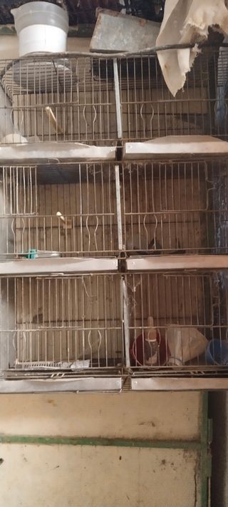 6 Jaulas Jilgueros - Gris Plata no se revaja