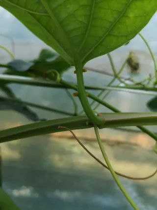 Pianta Passiflora Quadrangularis