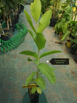 Pianta Guava Bianca Periforme