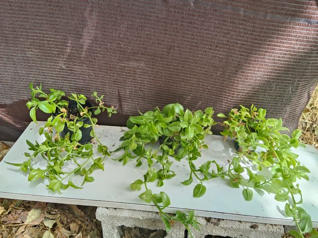 3 Plantas suculentas Rocío flor rosa
