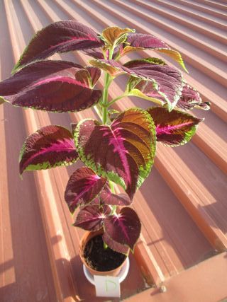 Coleus - Planta vibrante - 8€