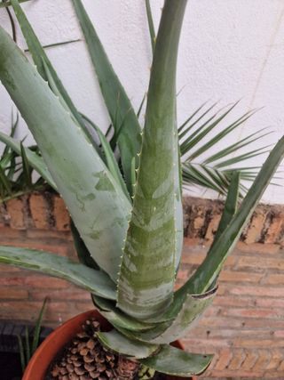 Aloe vera grande - Planta