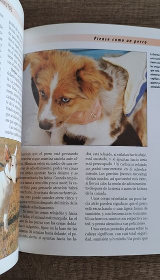 Adiestrar al cachorro en 5 minutos (Serie excel...