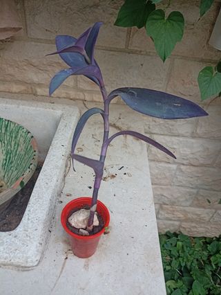 Talea Tradescantia Pallida