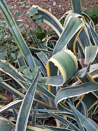 Talea Agave Variegata Radici