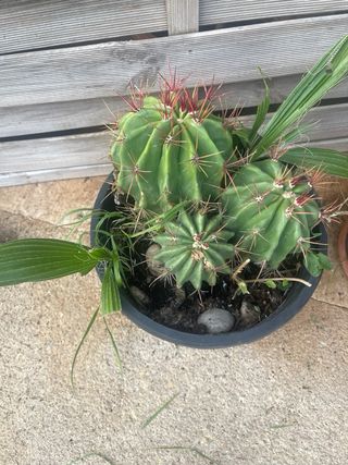 Cactus Echinocactus grusonii