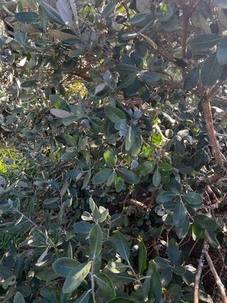 Feijoas ecológicas