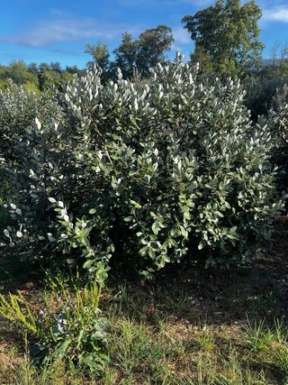 Feijoas ecológicas