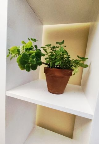 Planta Plectranthus tomentosa en maceta de barro