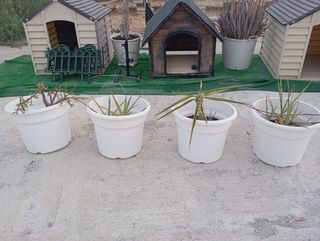 4 macetas blancas - Yucas y planta