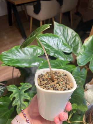 Alocasia Pink Dragon - Planta