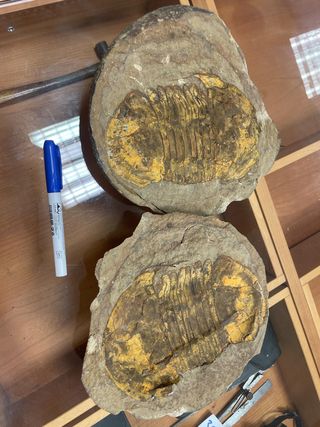 2 Fósiles Trilobites Auténticos