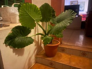 Planta Alocasia grande