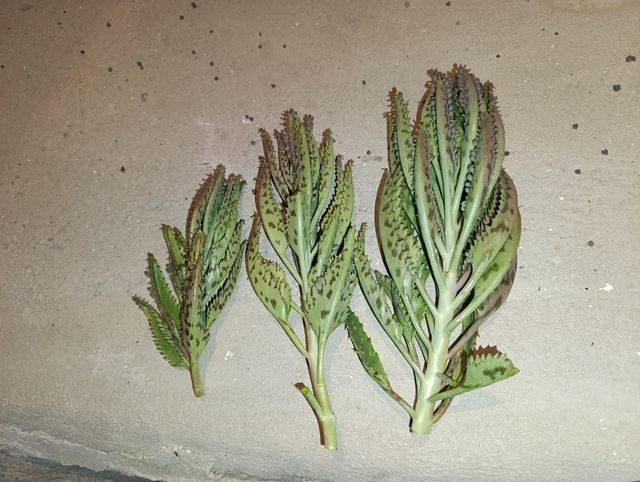 3 Kalanchoes - 1€/unidad
