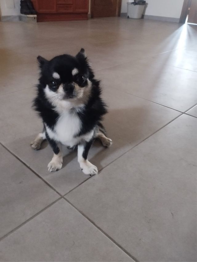 Figura 3D mascota personalizada