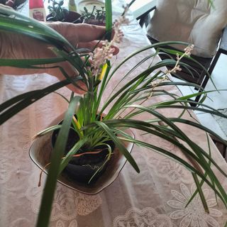 Pianta Ophiopogd radicata 