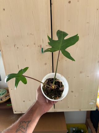 Philodendron Florida Beauty”Reverted”