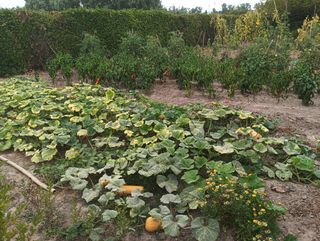 Finca recreo Miranda - 1460m2 merendero y barbacoa