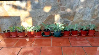 PLANTAS. AGAVE ATTENUATA.