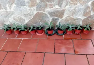 PLANTAS. AGAVE ATTENUATA.