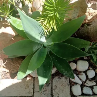 PLANTAS. AGAVE ATTENUATA.