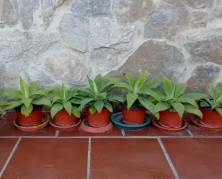 PLANTAS. AGAVE ATTENUATA.
