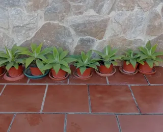 PLANTAS. AGAVE ATTENUATA.