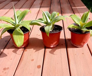PLANTAS. AGAVE ATTENUATA.