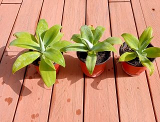 PLANTAS. AGAVE ATTENUATA.