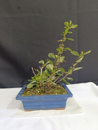 Prebonsái Chaenomeles