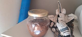 Fig. pecera espacial: arena para plantas acuario