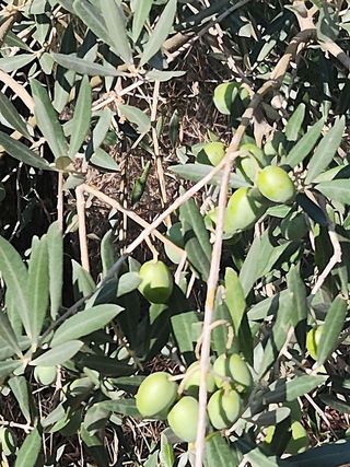 Terreno en venta en Polinyà