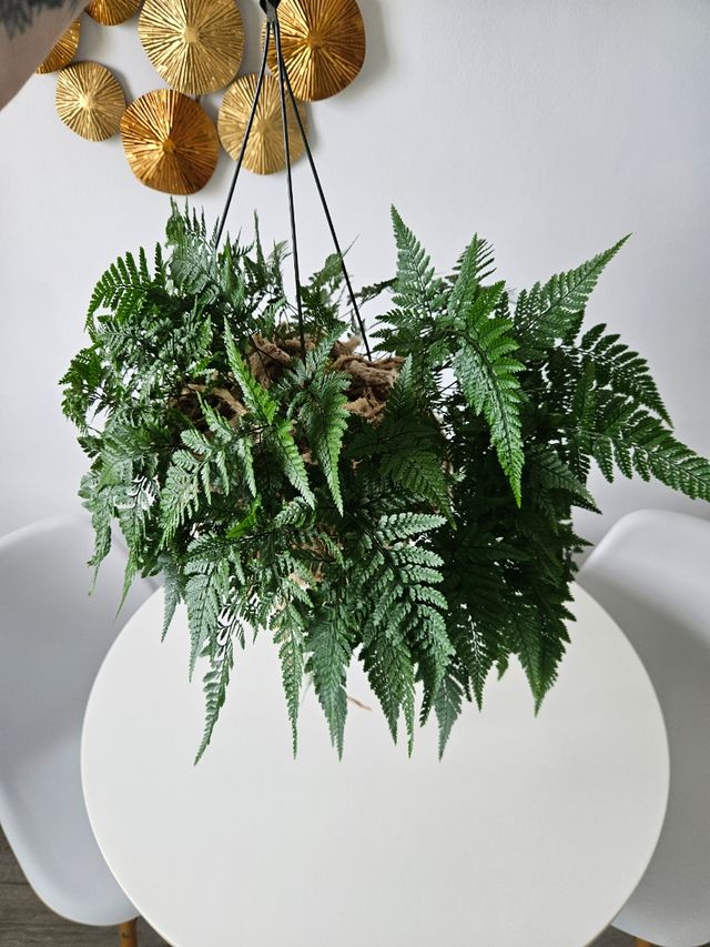 Helecho Davalia grande y sana