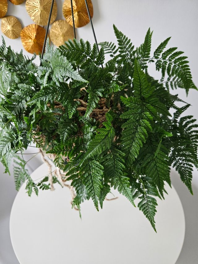 Helecho Davalia grande y sana