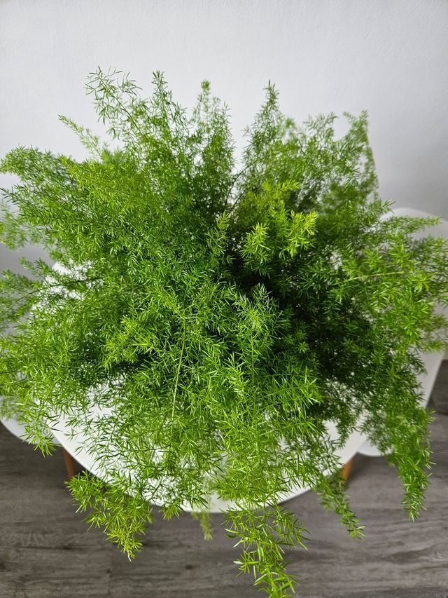 Esparraguera grande - Planta