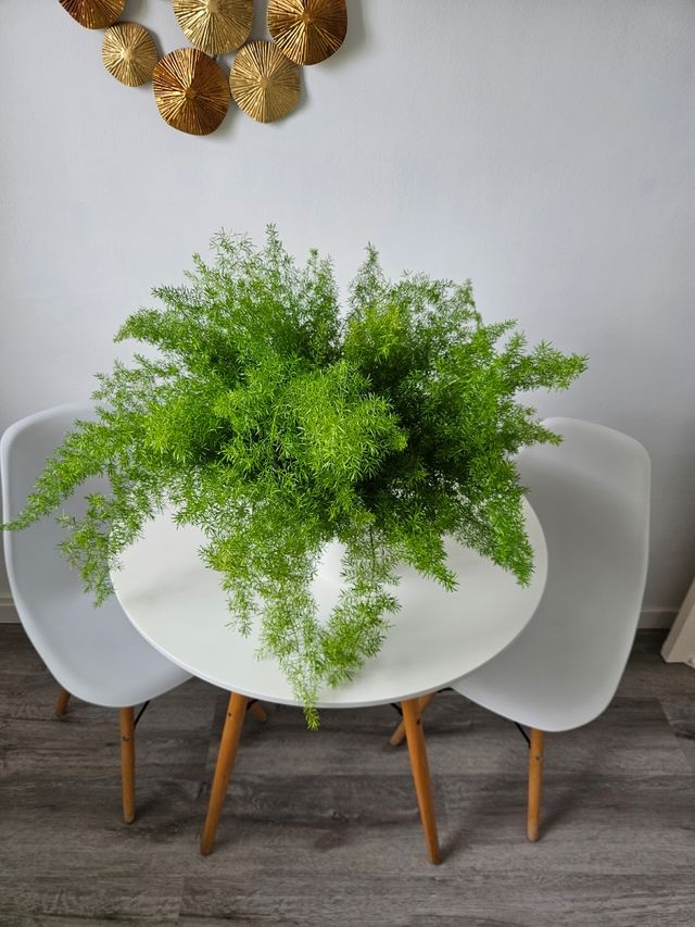 Esparraguera grande - Planta