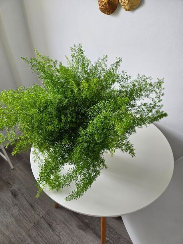 Esparraguera grande - Planta