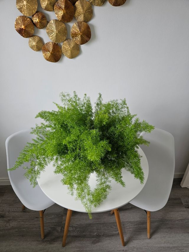 Esparraguera grande - Planta