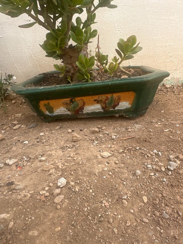 Bonsái Crassula ovata - Maceta cerámica