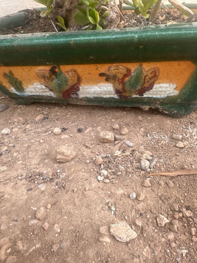 Bonsái Crassula ovata - Maceta cerámica