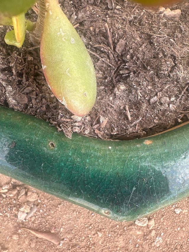 Bonsái Crassula ovata - Maceta cerámica