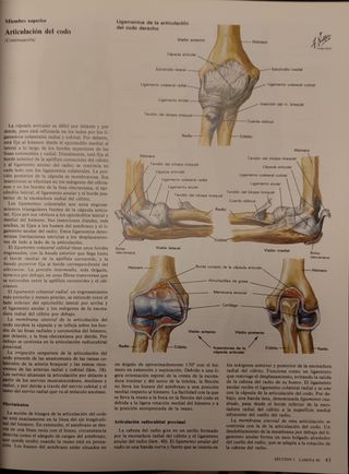 ILUSTRACIONES MEDICAS VOL. 8.1 .