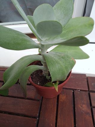 Plantas variadas 