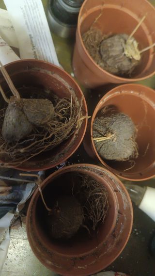 Dioscorea messicana