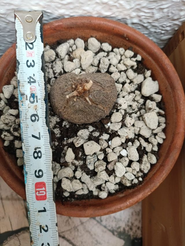  Dioscorea mexicana