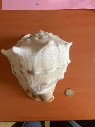 Gran caracola decorativa