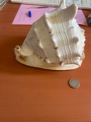 Gran caracola decorativa